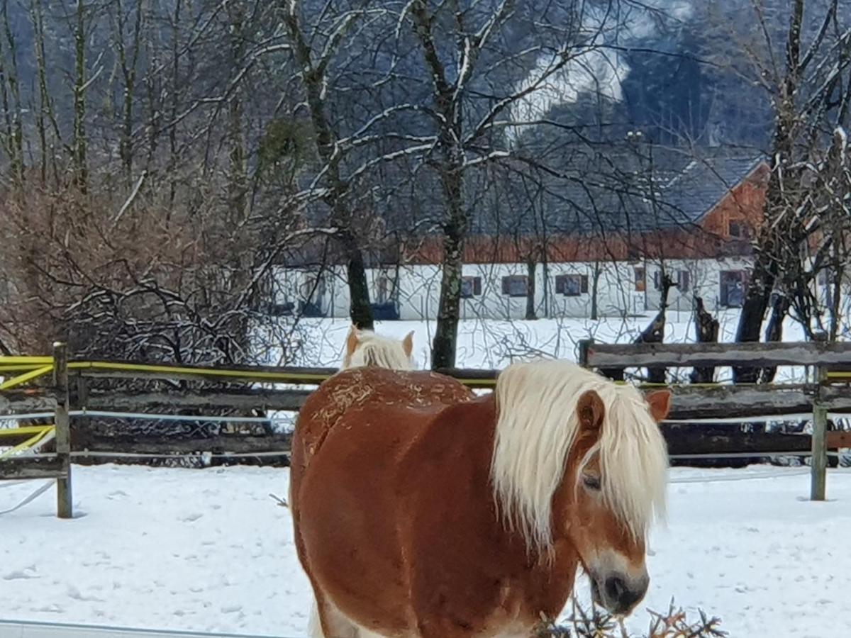 Haus Salzkammergut Obertraun Ngoại thất bức ảnh